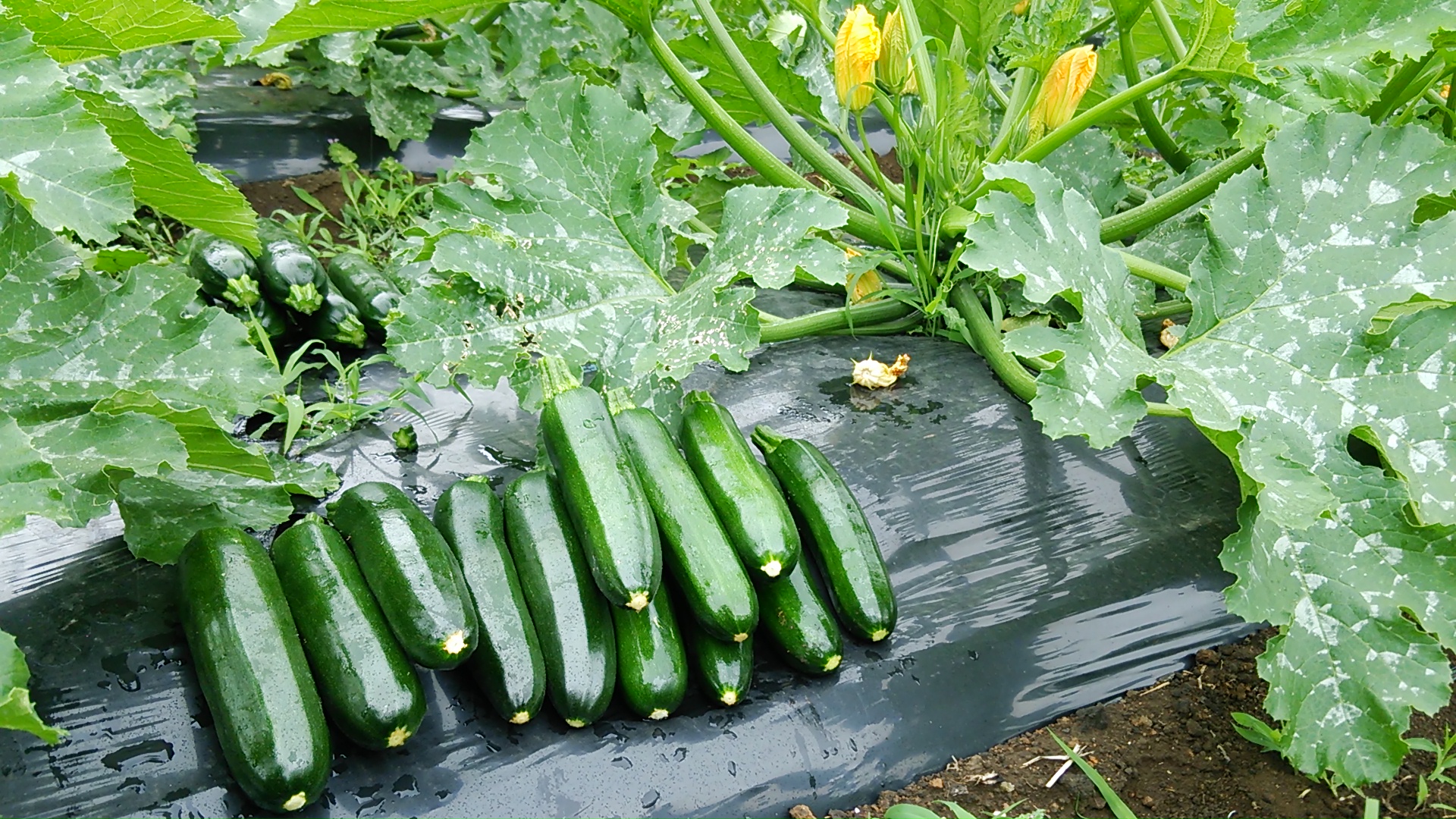 20180529_zucchini_01.JPG