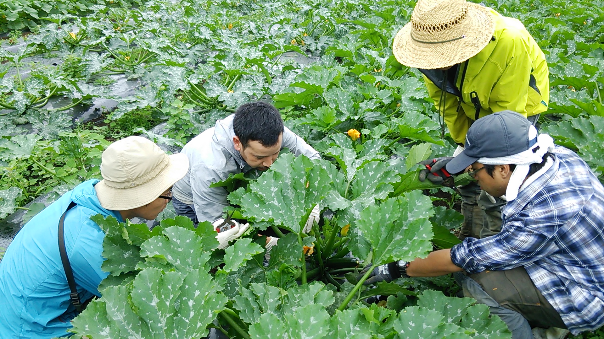 20180529_zucchini_02.JPG